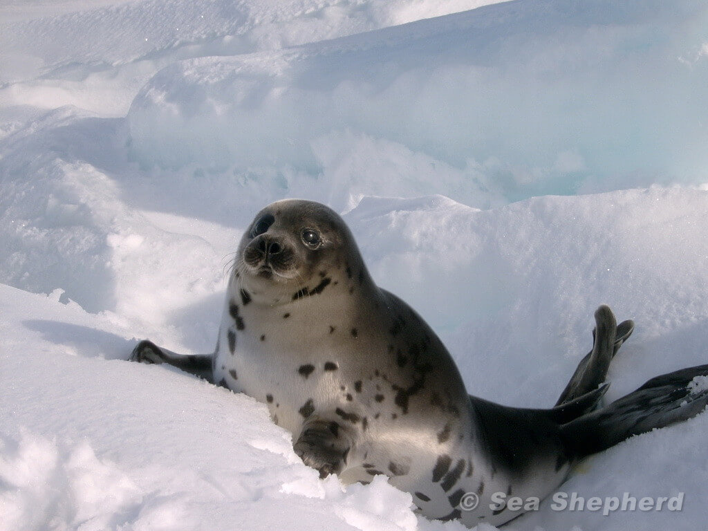 Baby Harp Seal On the Ice