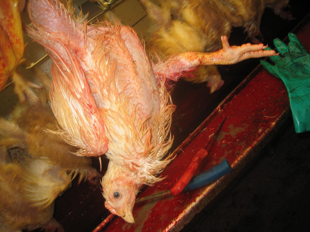 Chicken Shackled in Slaughterhouse