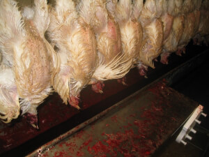 IMG 0005 DB Tyson Foods Worker Punches Live Chicken; PETA Seeks Criminal Probe