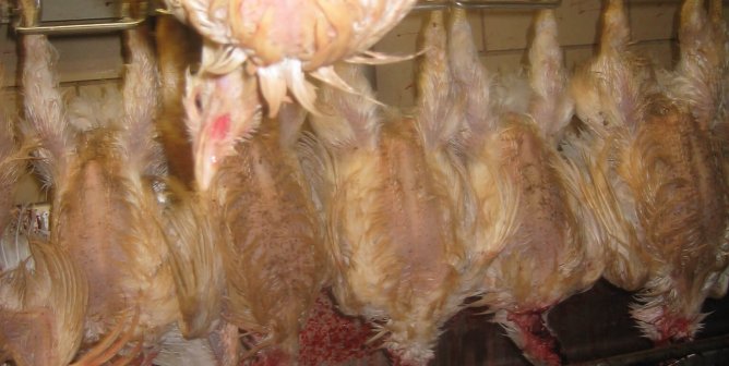 Meat-Eaters Watch Slaughter Footage for the First Time (VIDEO)