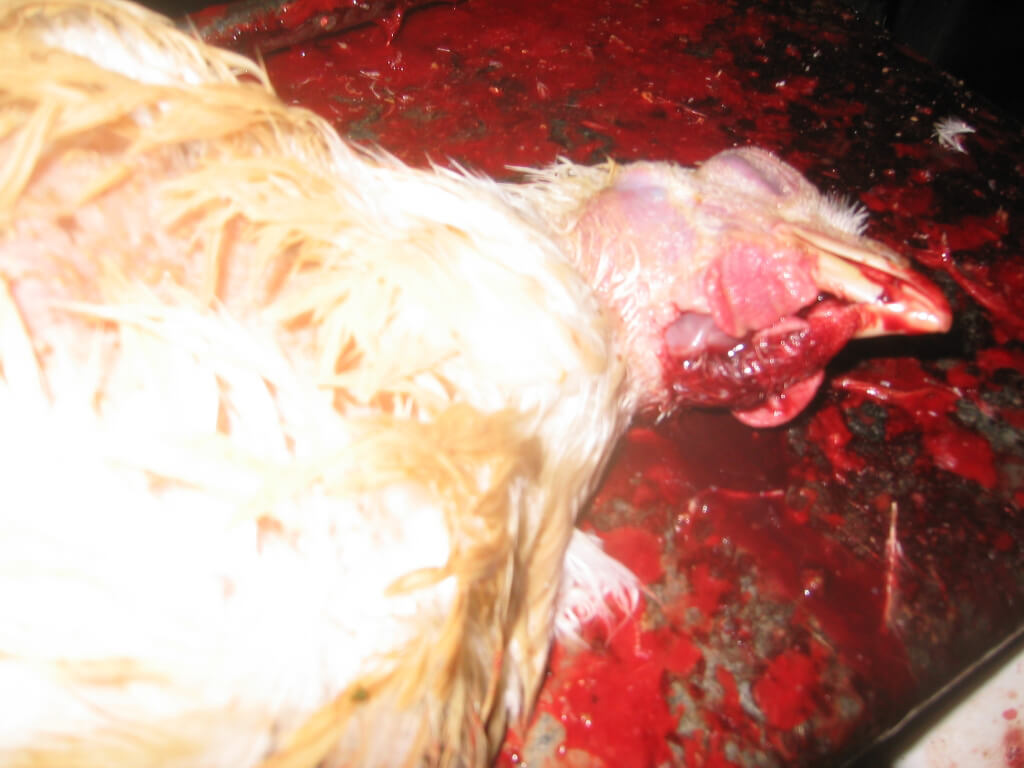 slaughtered chicken
