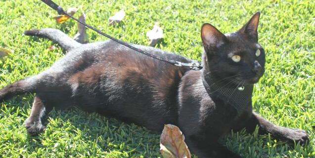 Black cat on leash