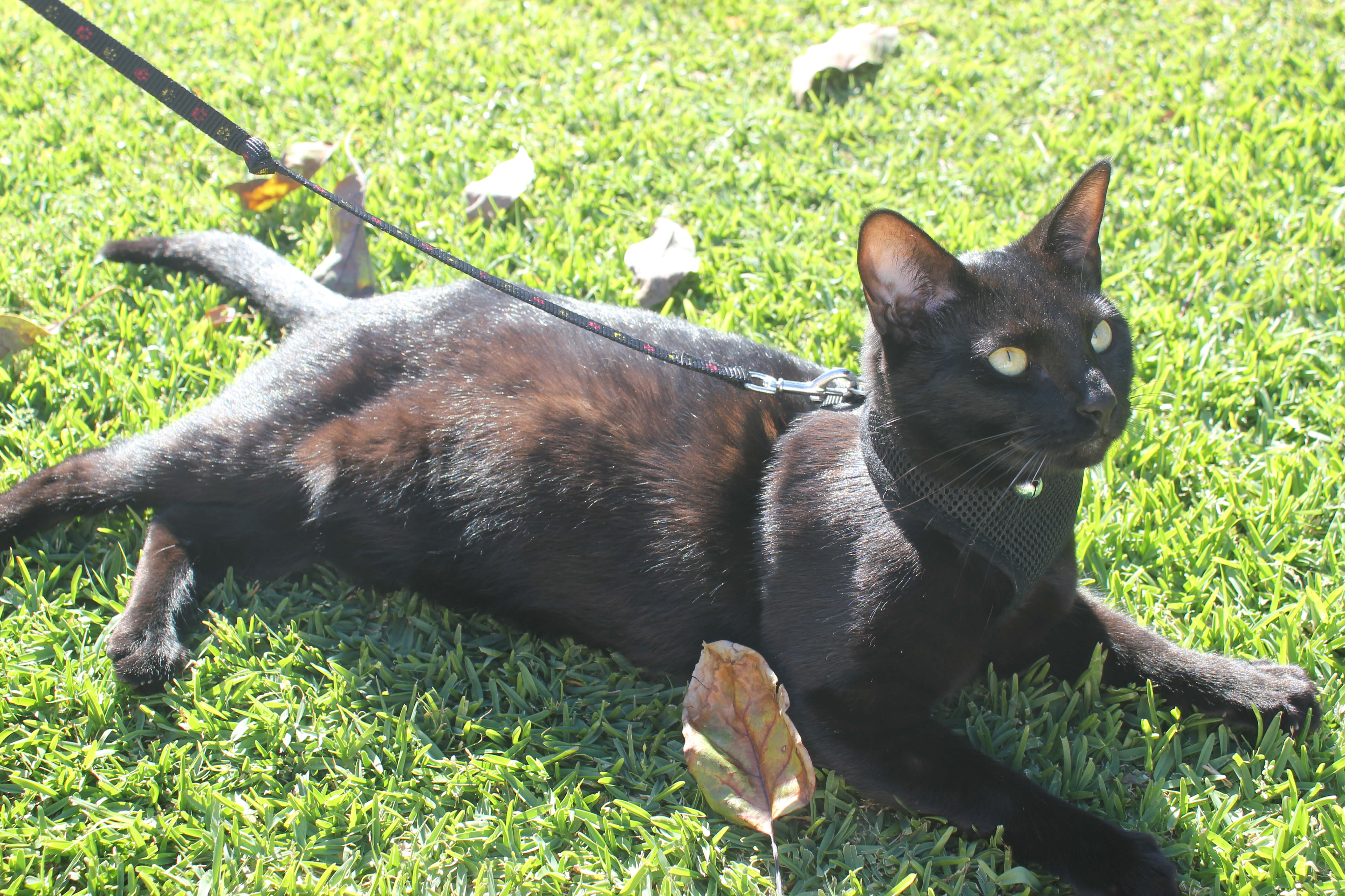 walking a cat on a leash