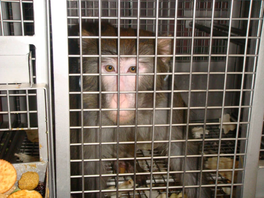 Monkey Trapped in Laboratory