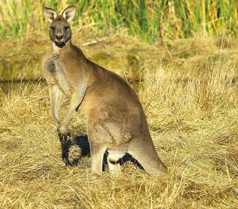 Kangaroo