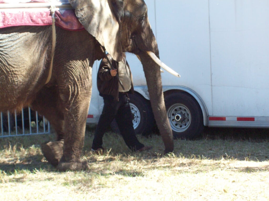 Nosey the Elephant (1)