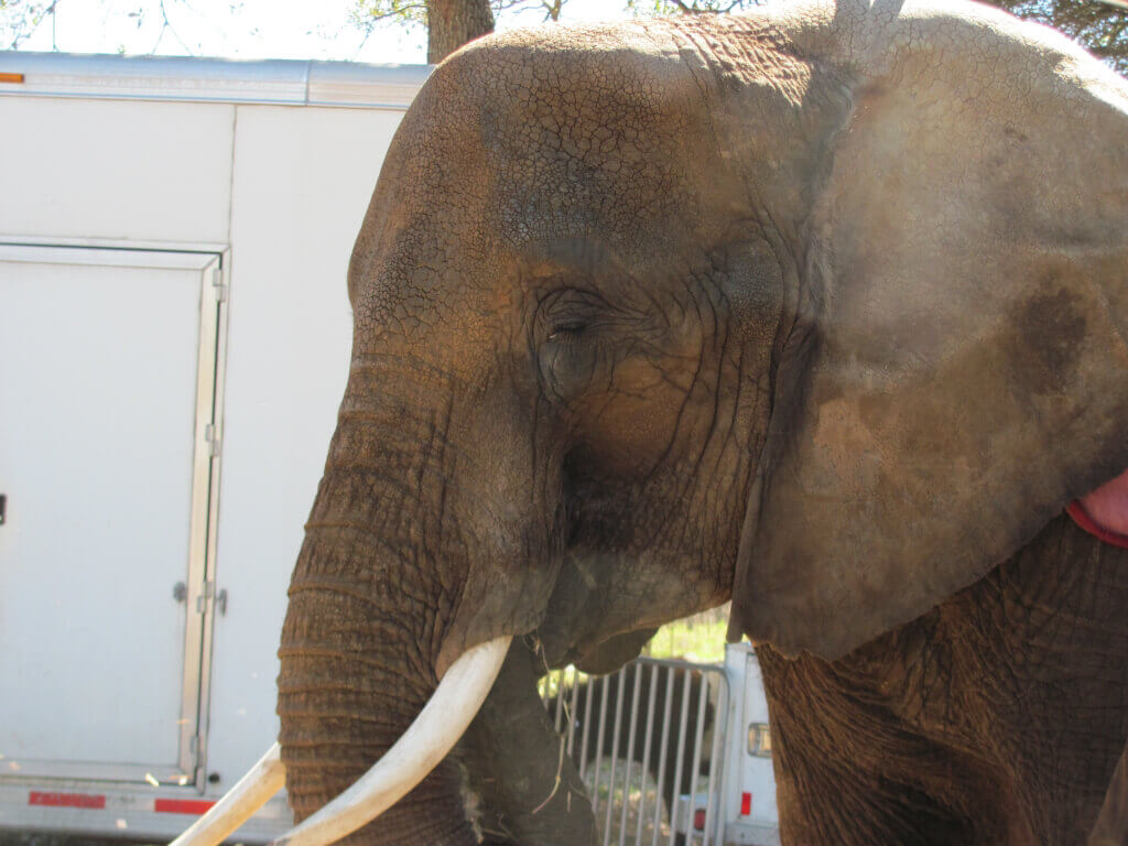 Nosey the Elephant (2)