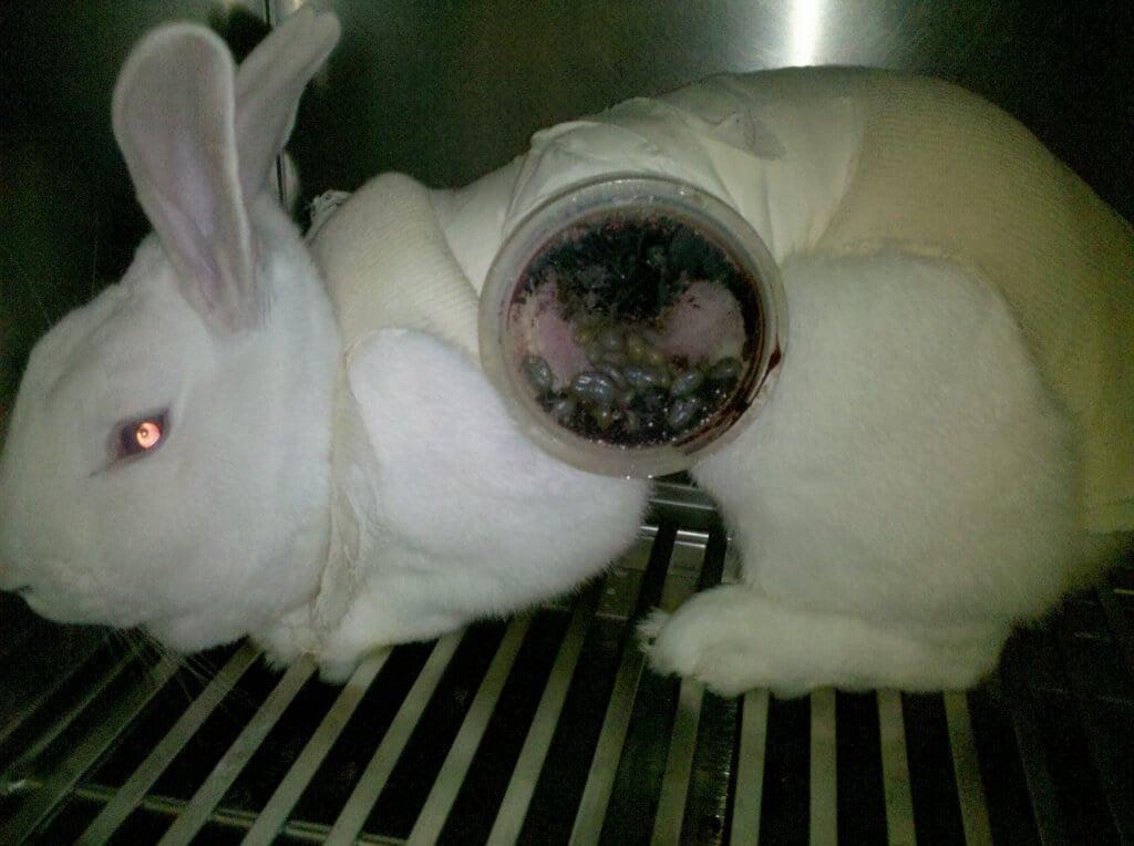 a white rabbit stands on a metal grate with a see-through lens lodged in their side