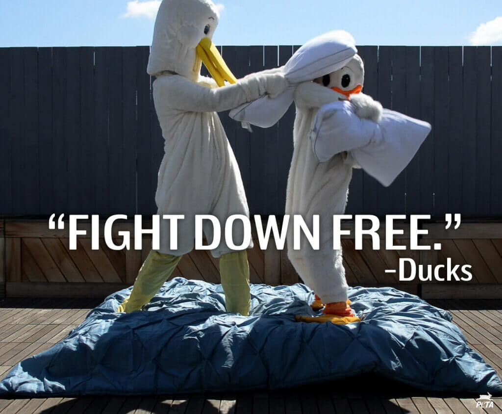 Pillow Fight Down Free