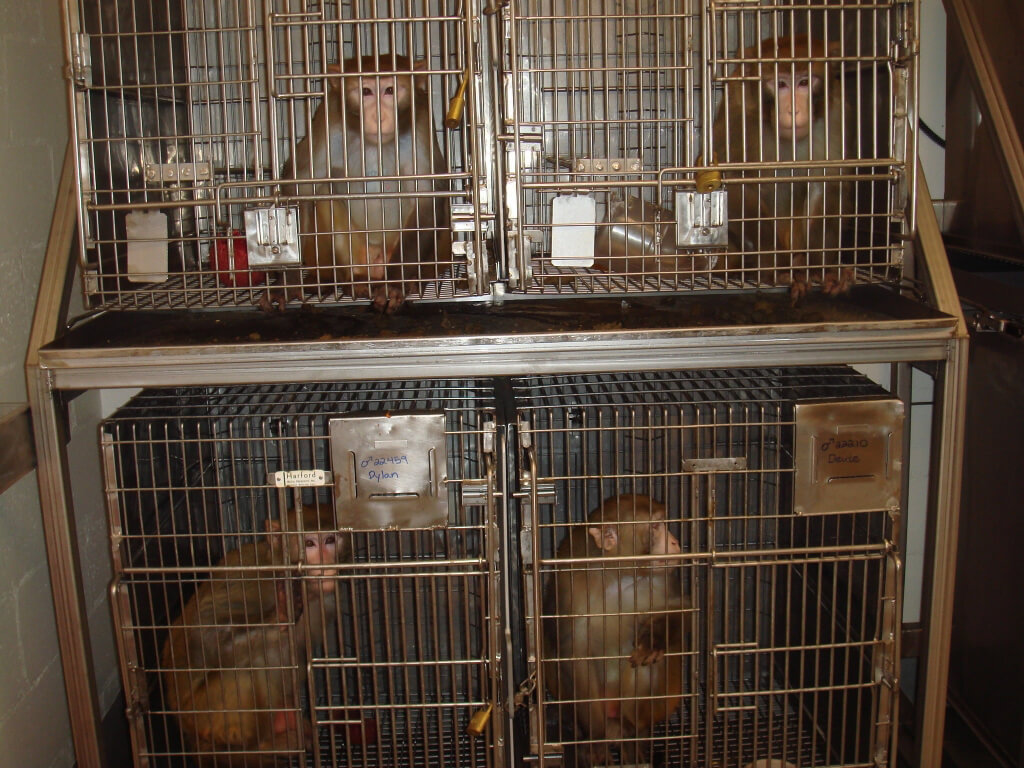 four cages of monkeys