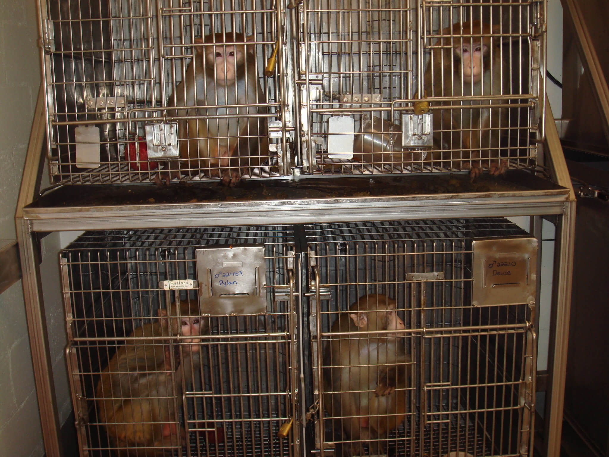 Caged animals