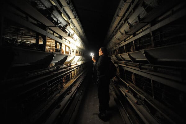 Egg Farm Investigation
