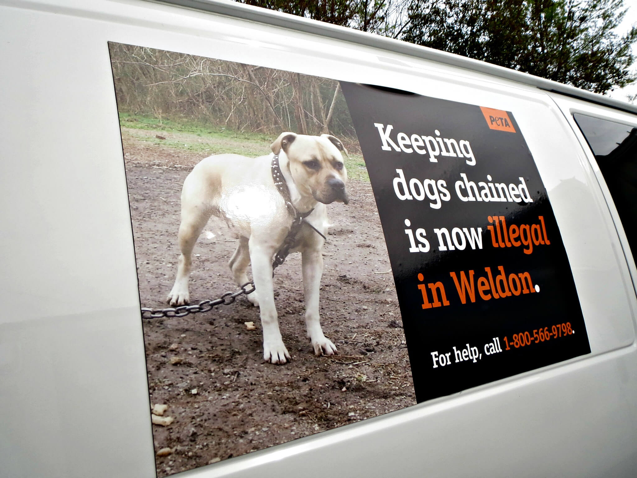 Wheldon Law  Why Are Some Dogs Banned in the UK?