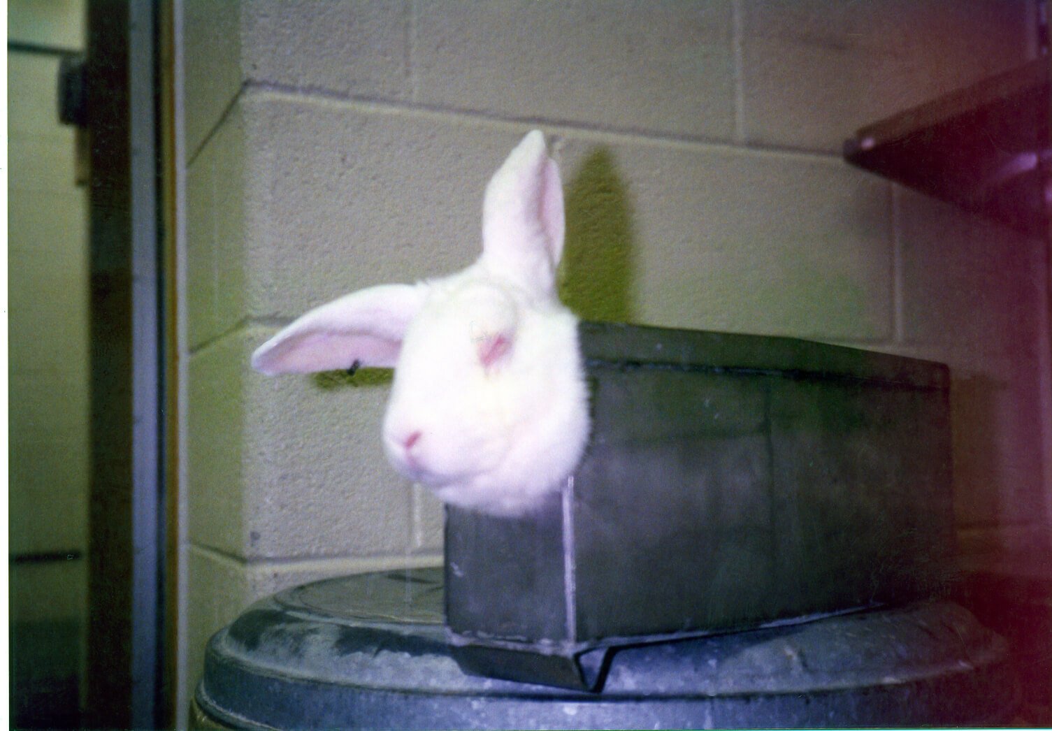 The Importance Of Animals For Animal Testing