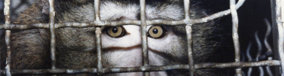 caged monkey at laboratory