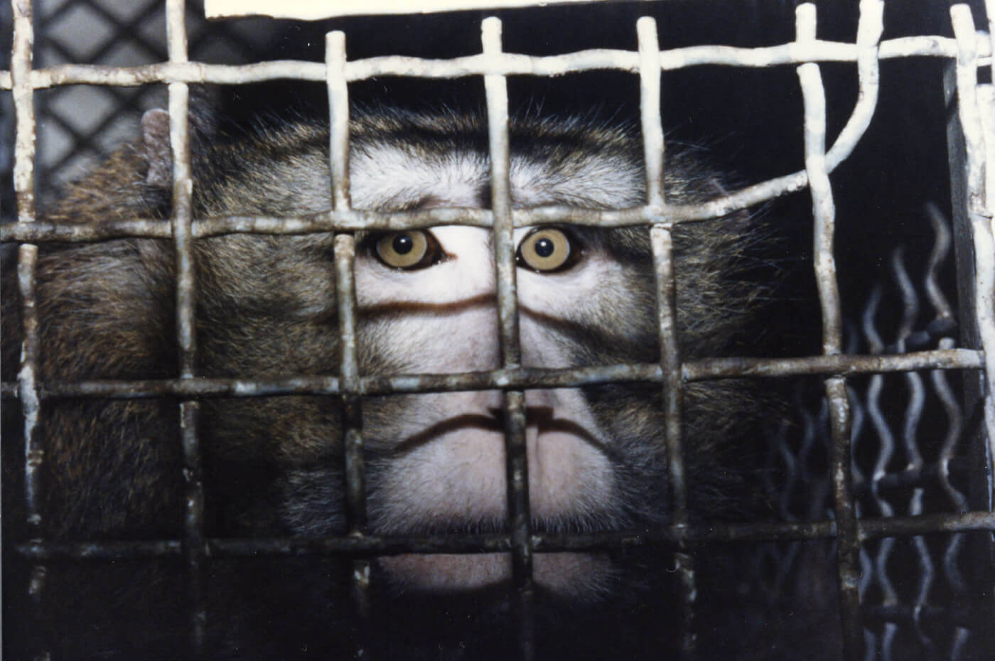 caged monkey at laboratory