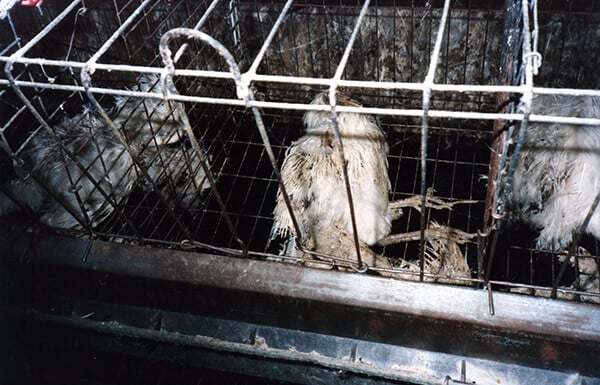 Dead Chicken in a Battery Cage on an Egg Farm