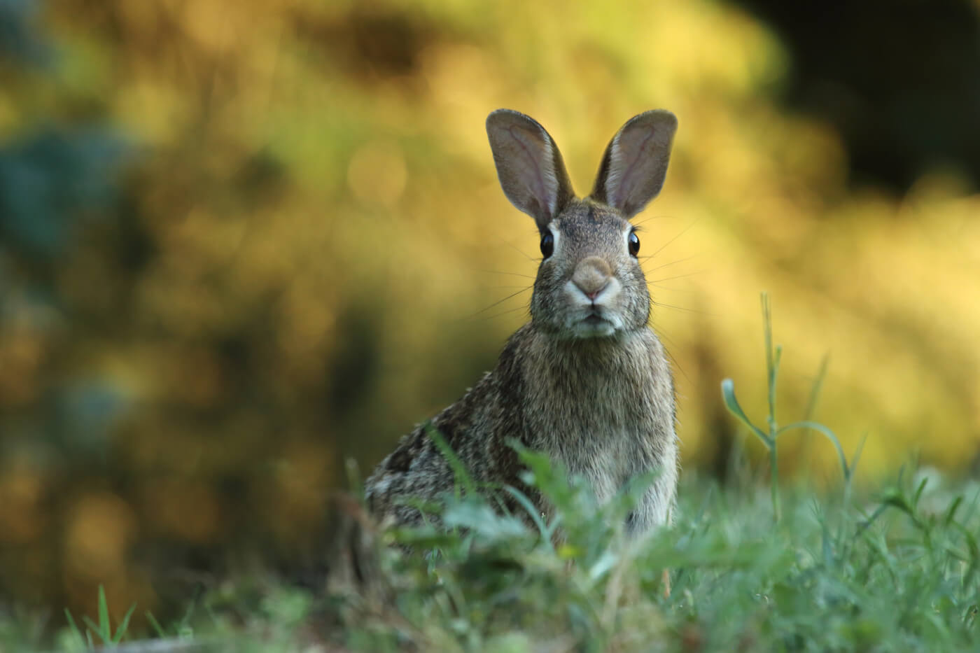 vets that specialize in rabbits