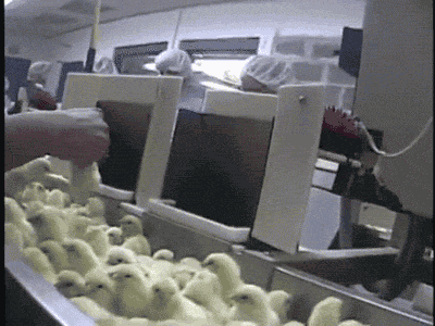 Sexing Baby Chicks
