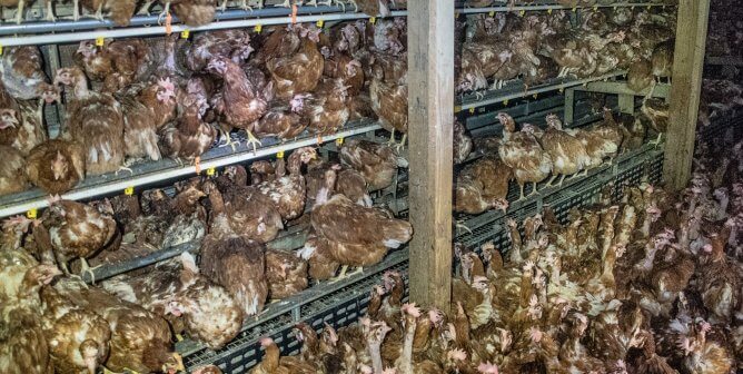 5 Reasons the Egg Shortage Is a Good Thing