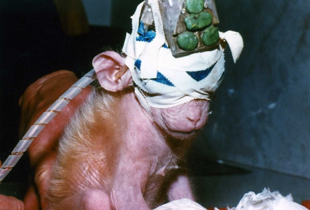 Britches - a monkey who was used in cruel experiments