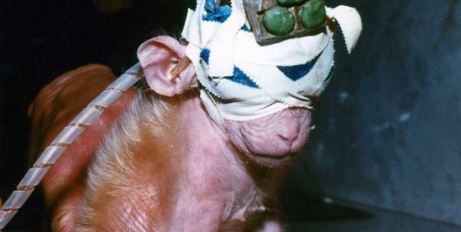 Top Five Reasons to Stop Animal Testing