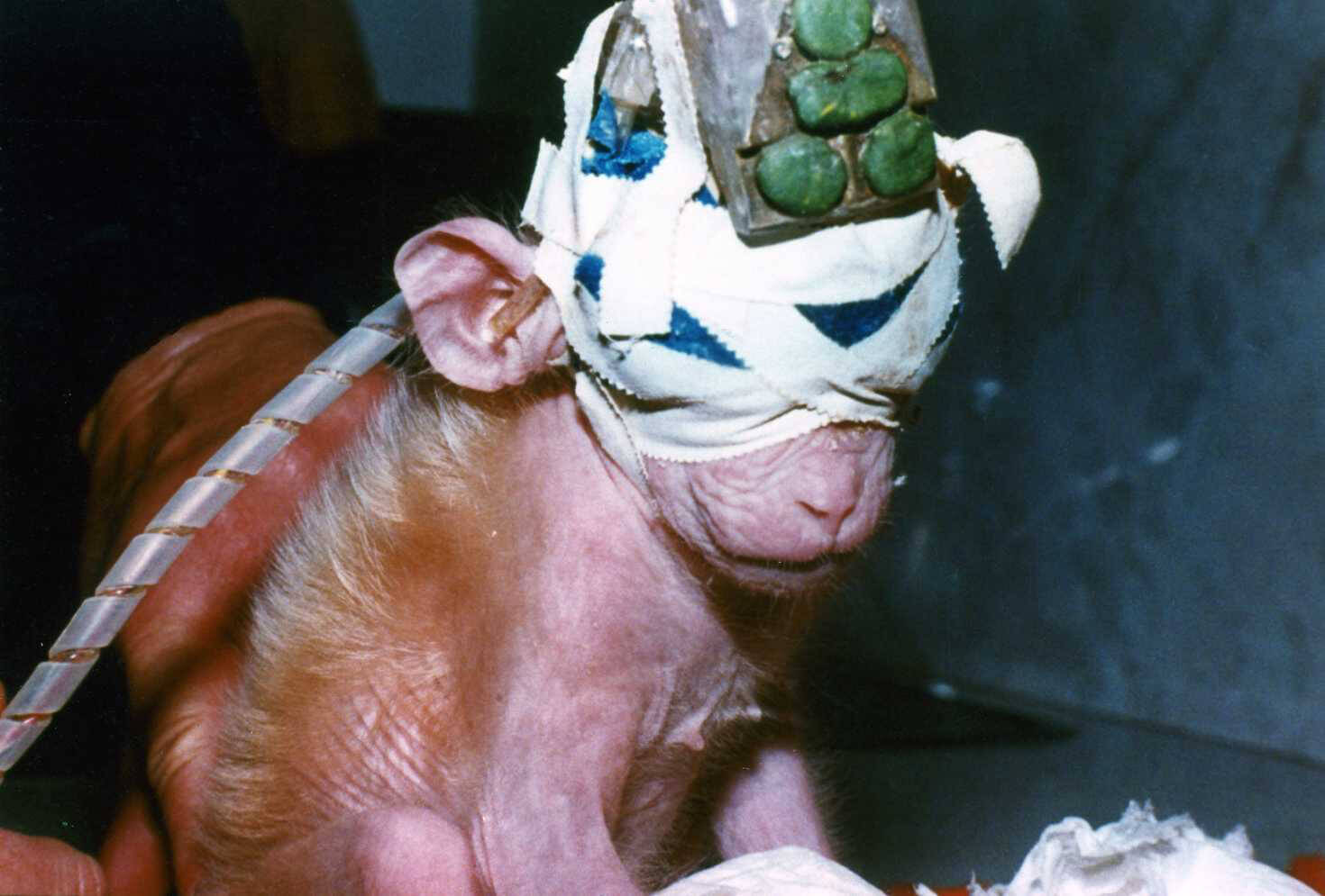 animal experimentation should not be permitted