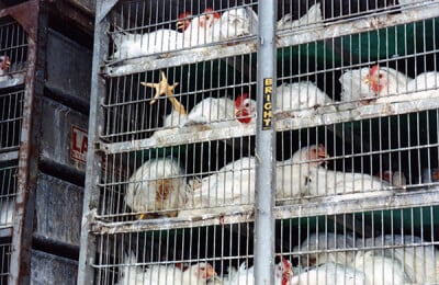 Chickens on the Truck to Slaughter