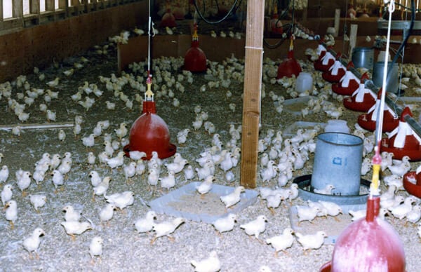 Chicks on a Factory Farm