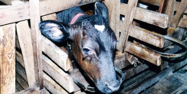 Cows head sticking out between wooden stall