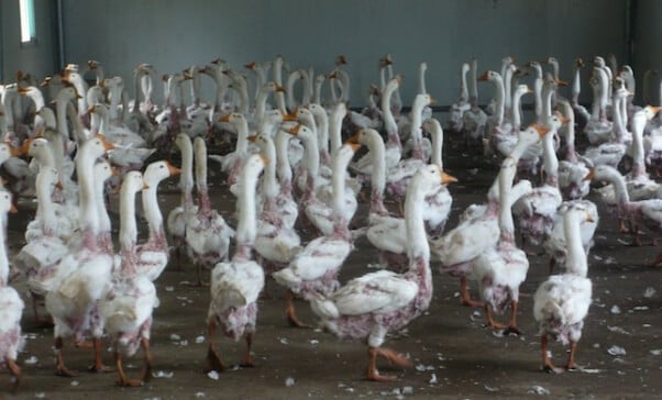 July 2012 China feather farm investigation. Geese with feathers plucked.