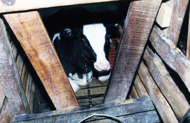 Cow chained up for veal