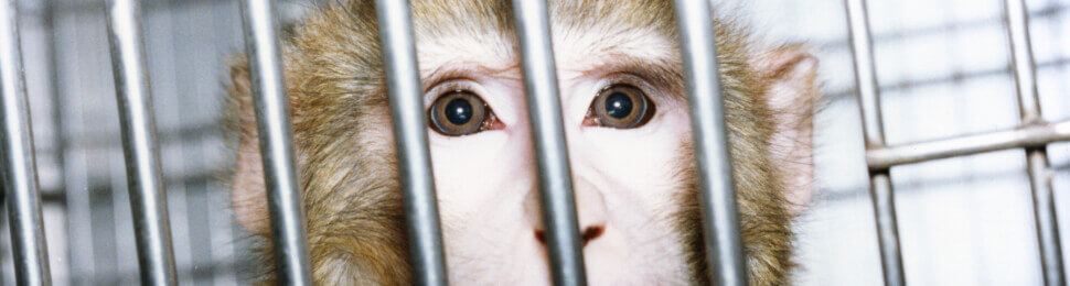11 Animal Testing Statistics The Will Blow Your Mind | PETA 11 Animal Testing Statistics The Will Blow Your Mind | PETA