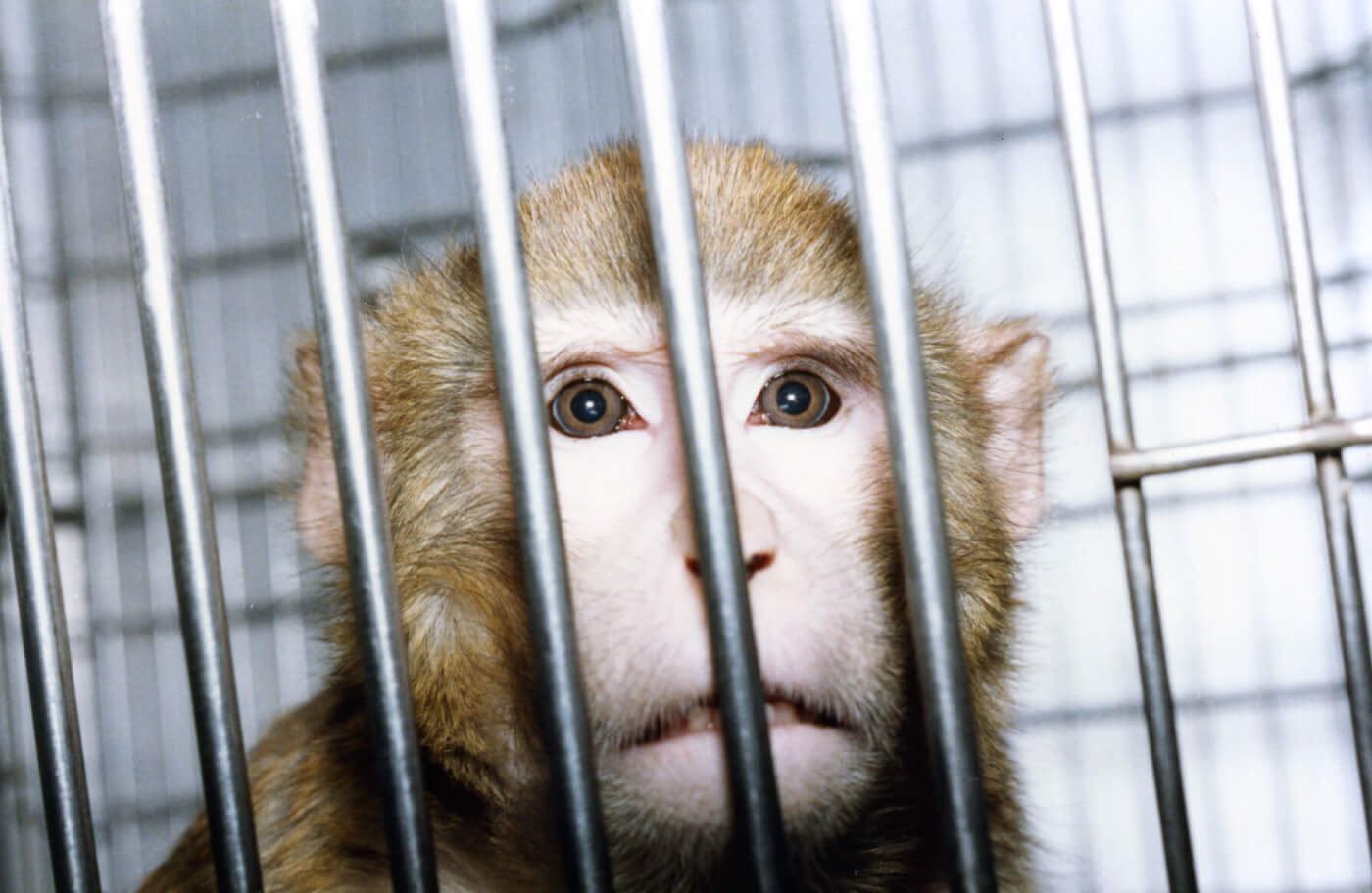 Are There Any Benefits to Animal Testing? Get the Facts | PETA