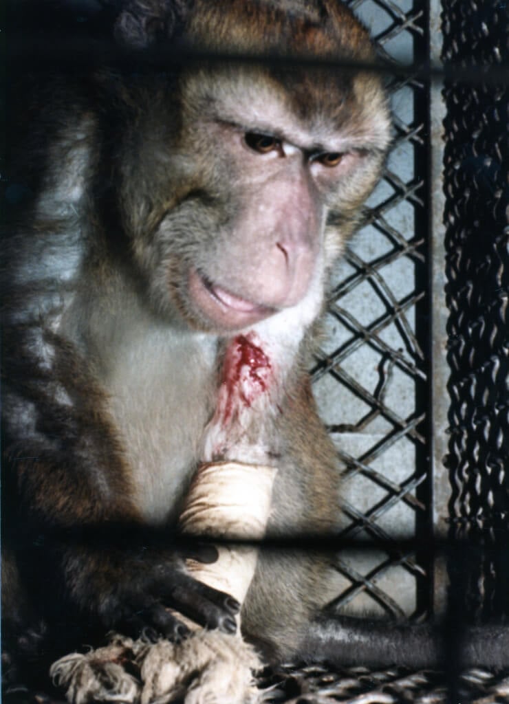 What's Changed Since PETA's Historic Silver Spring Monkeys Case? | PETA