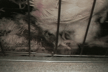 Dead Chicken
