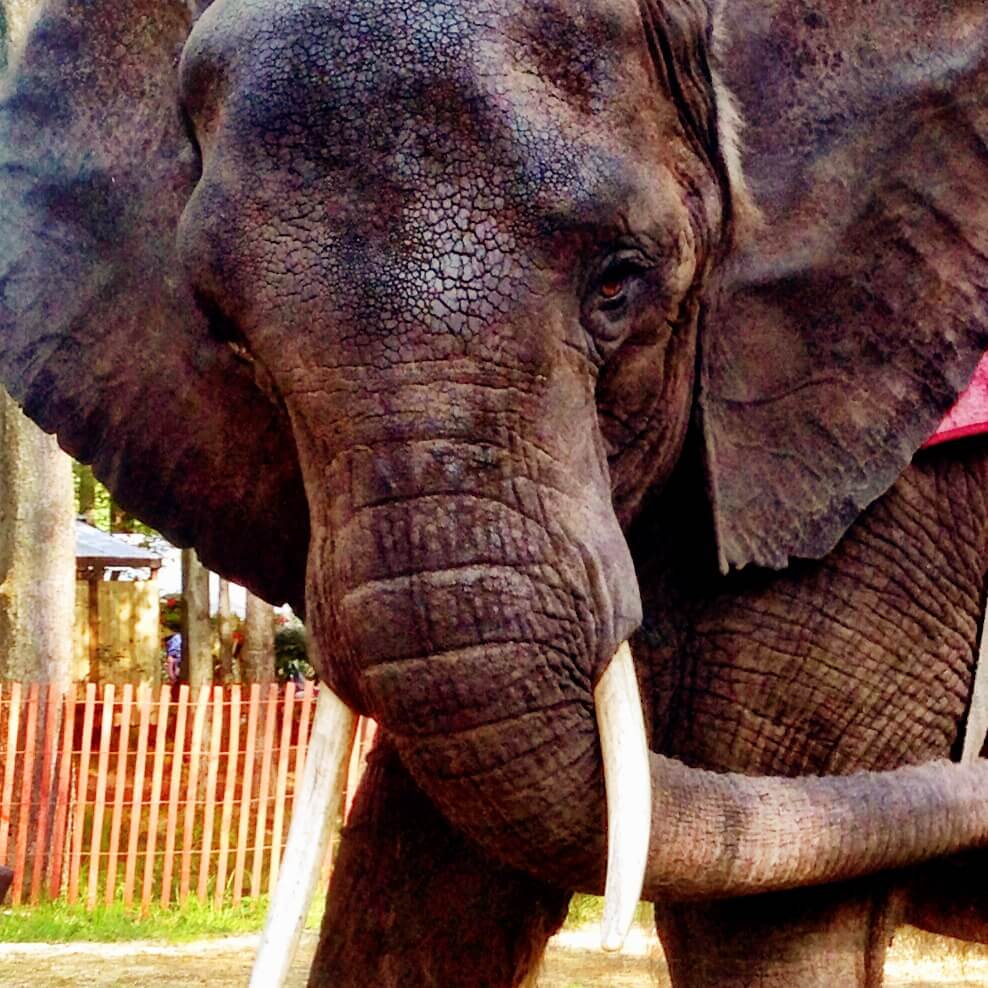 Nosey the Elephant