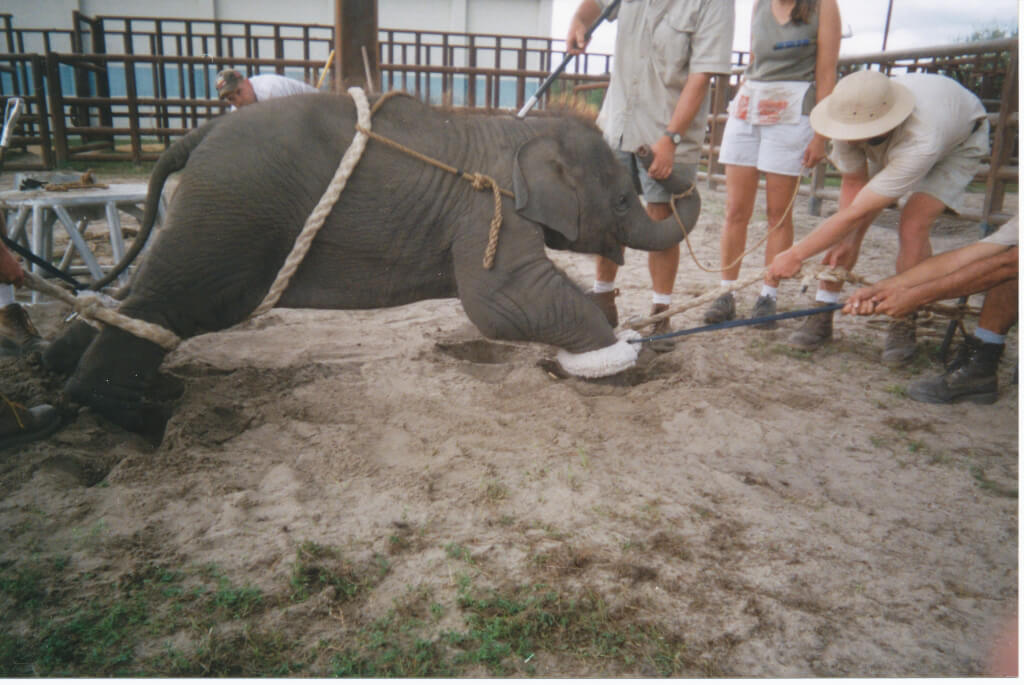 Baby elephant chained by all fours, men pulling on his/her legs