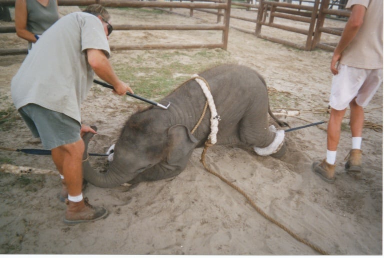Baby elephant tied by all fours, kneeling on front legs, man holding a bullhook to his/her back