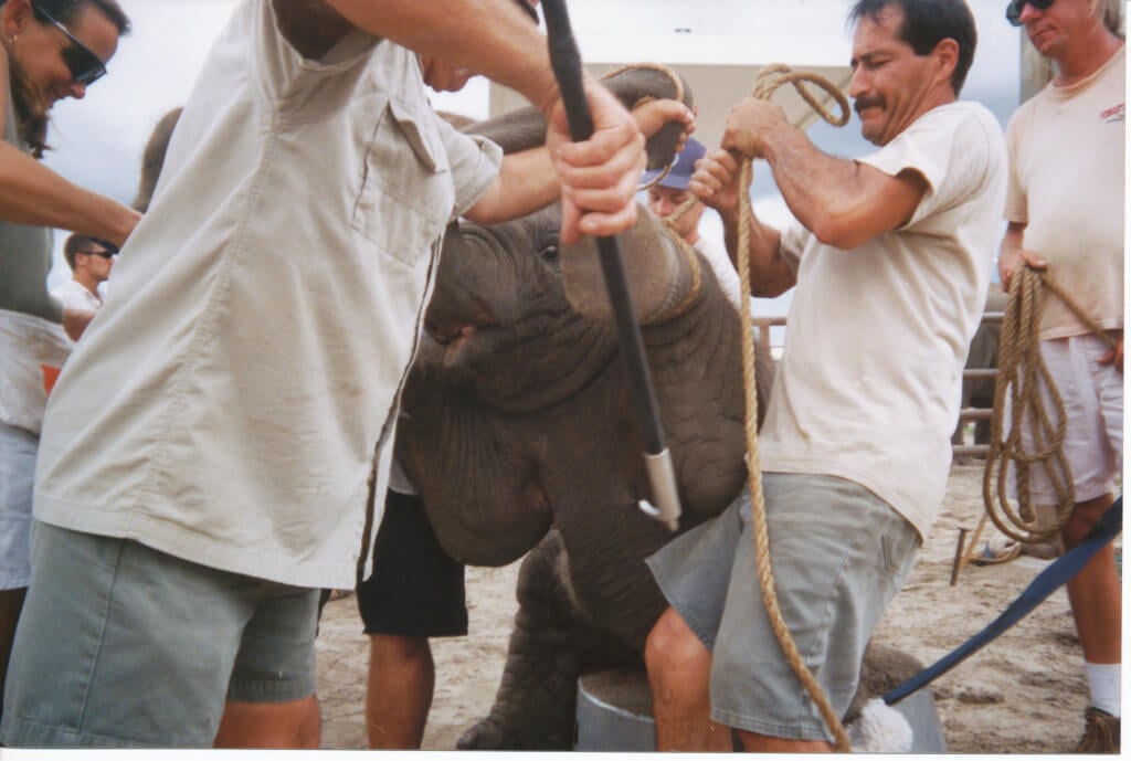 Baby elephants being trained to sit up on a tub - being pulled up by ropes attached to feet