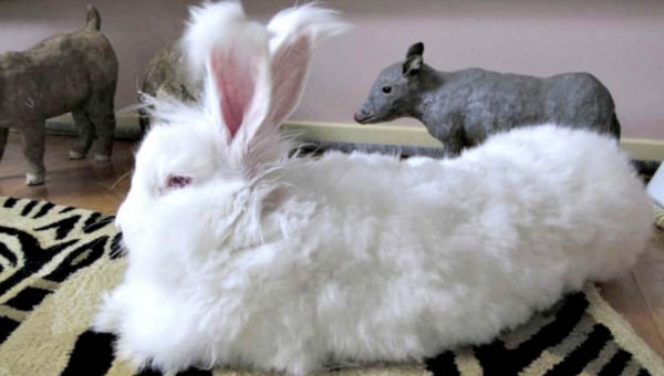 The Angora Industry