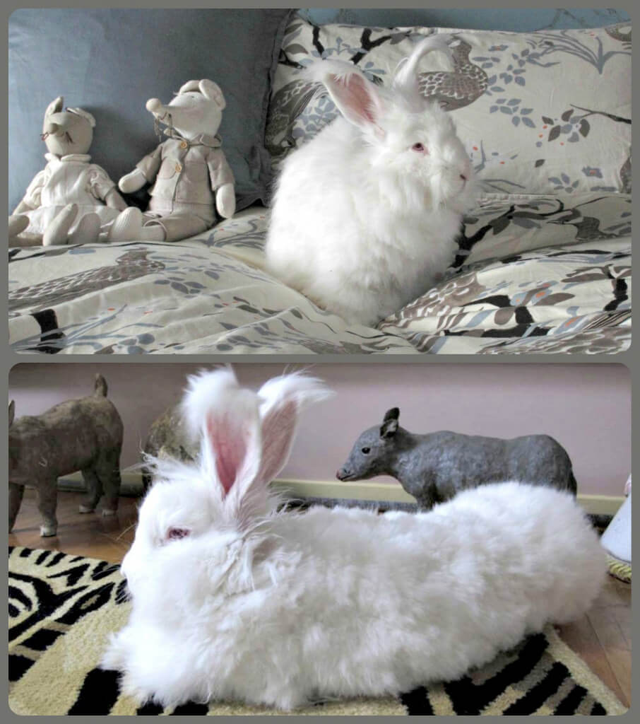 Angora Rabbit Rescued