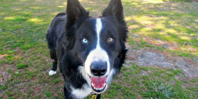 Myths About Pet Stores and Breeders