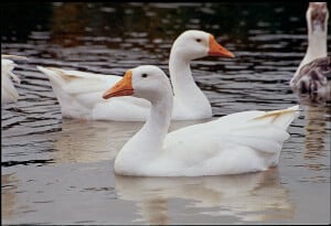 Champa the goose swimming in a lake