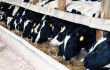 America’s Dairy Problem Overflows: Farmers Forced to Dump Unwanted Milk