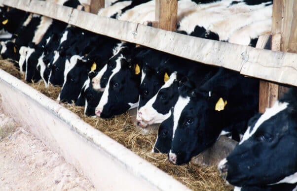 Cows-Eating-Hay