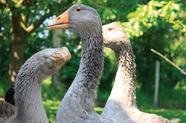 Happy rescued geese