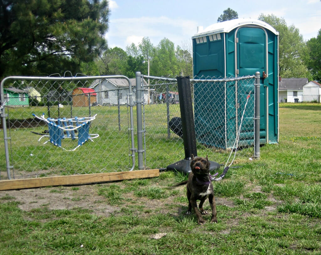 Macey the Dog Chained