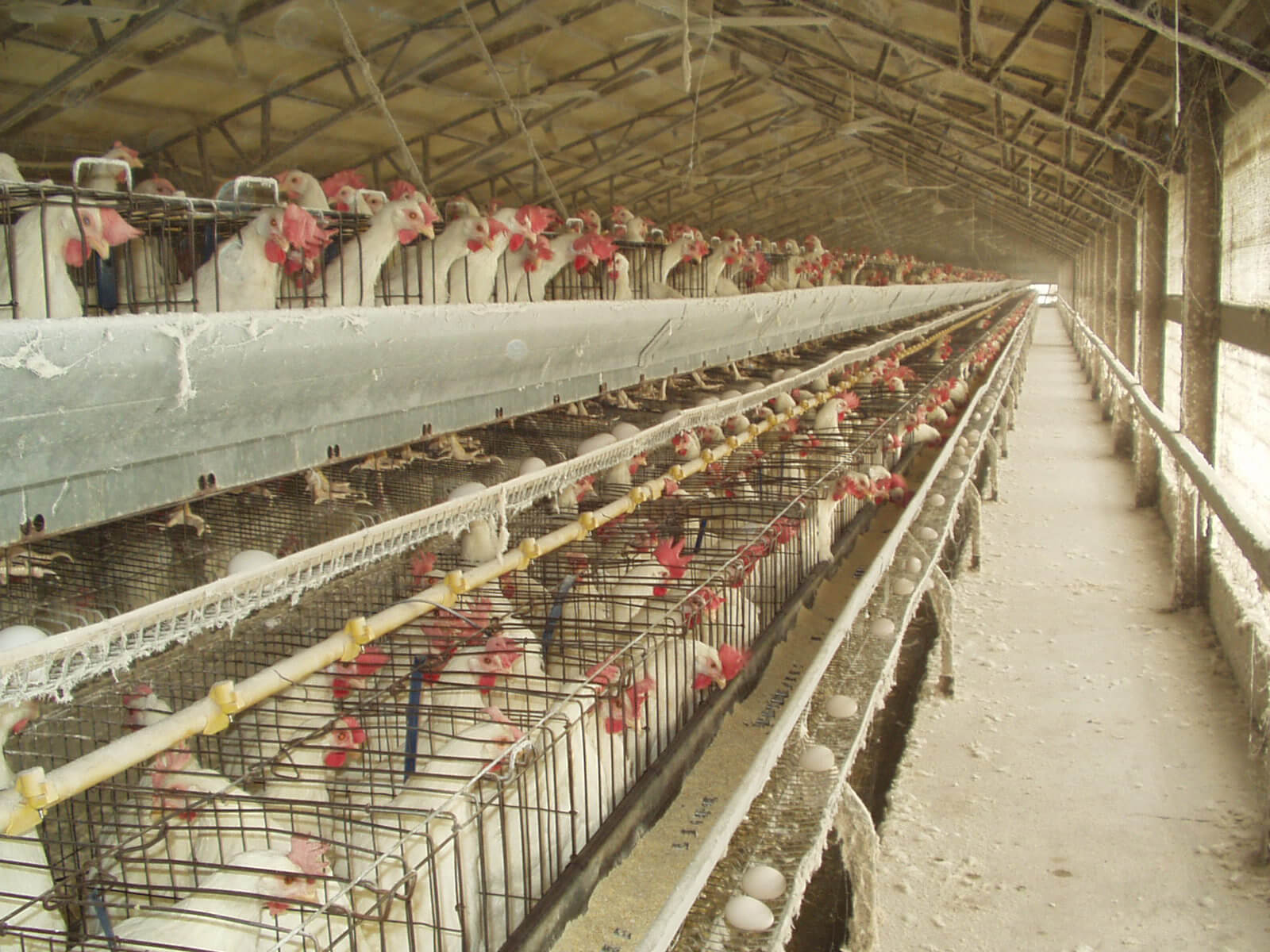egg-laying hens on factory farm