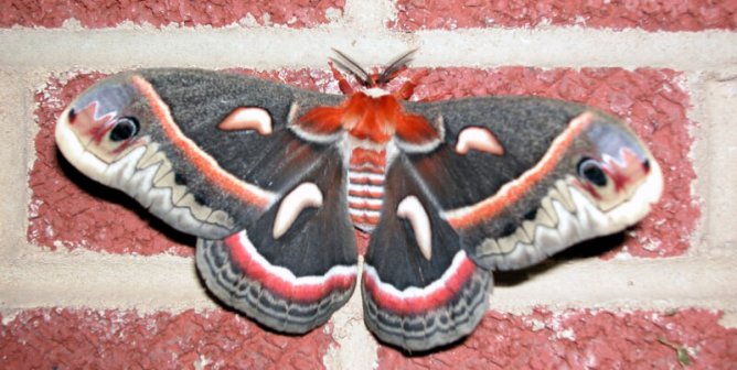 Insects May Bug Us, but Try to Be Less Trigger-Happy